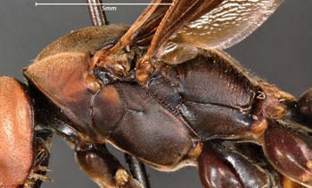Media type: image;   Entomology 33136 Aspect: thorax lateral